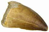 Fossil Mosasaur (Thalassotitan) Tooth - Morocco #374584-1